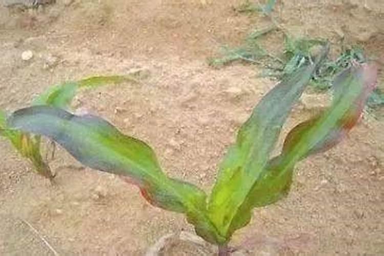 海澡肥的用法