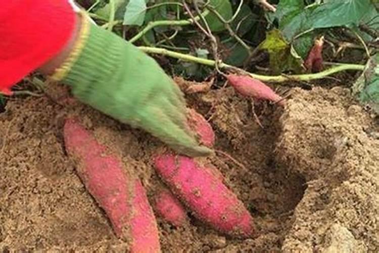 红薯打什么叶面肥增产 植物叶面肥有哪些
