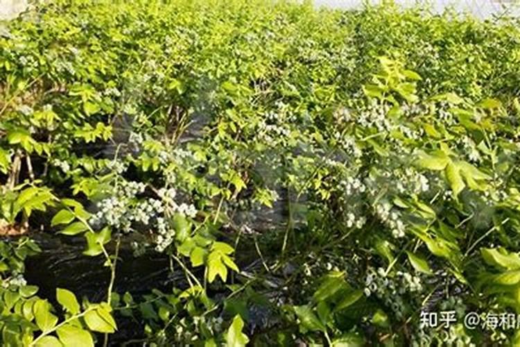 15公斤水兑多少矿源黄腐酸钾灌根？