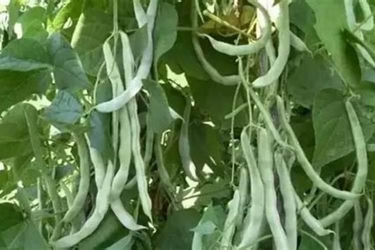 芸豆叶面浅绿,用什么叶面肥？