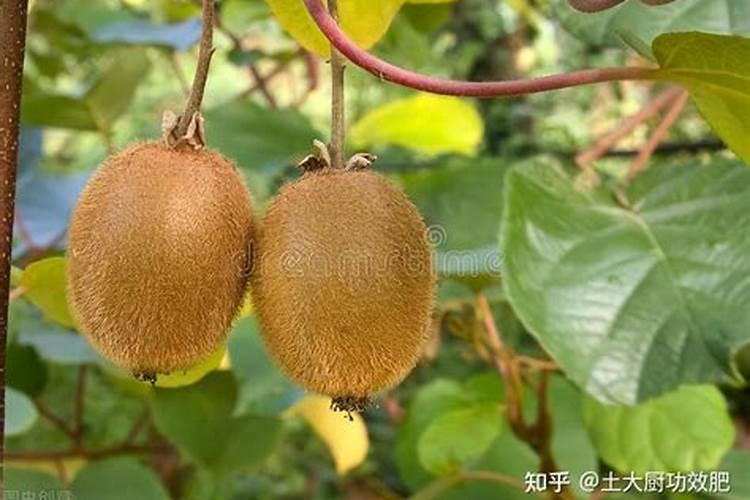 氮肥来自哪里