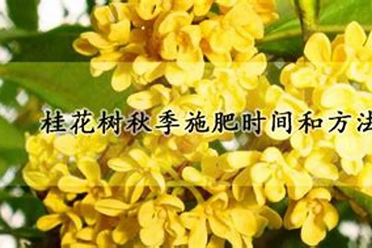 桂花树夏天该施什么肥