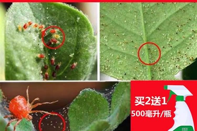 夏天给果树打药注意事项,(果树喷施农药四点需要注意)