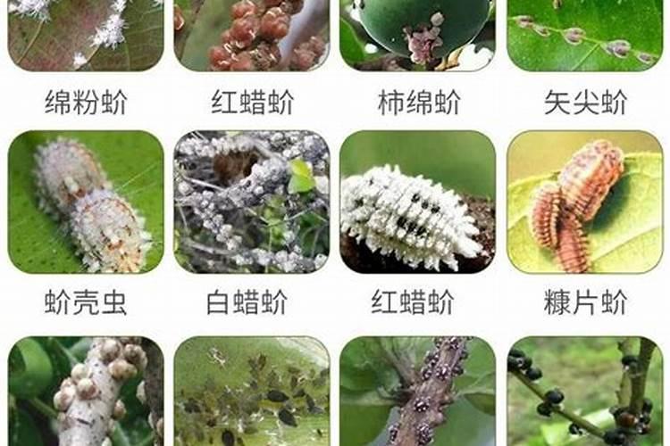 汽油打药机弥雾机的效果怎么样可以喷叶面肥吗