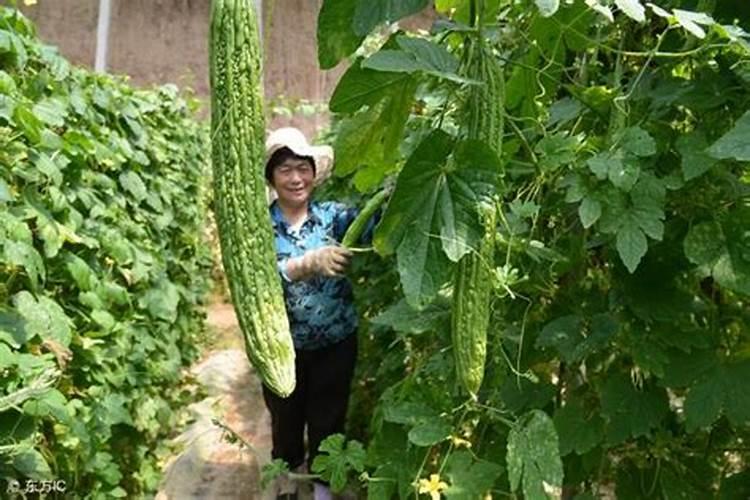 苦瓜结果了需要施什么肥