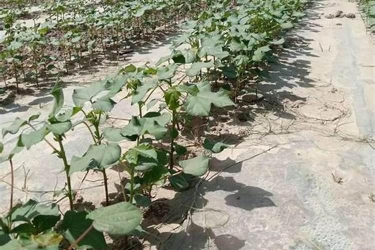 南方适合种植的药材有什么
