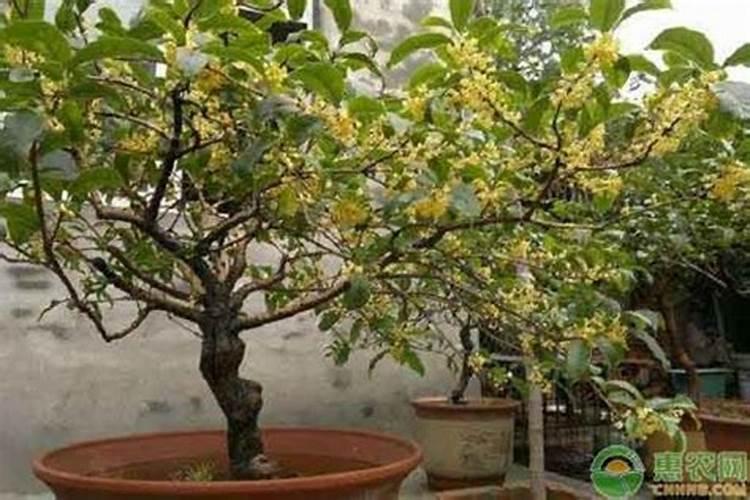 怎样能使桂花树长的快？施什么肥？怎样施肥？
