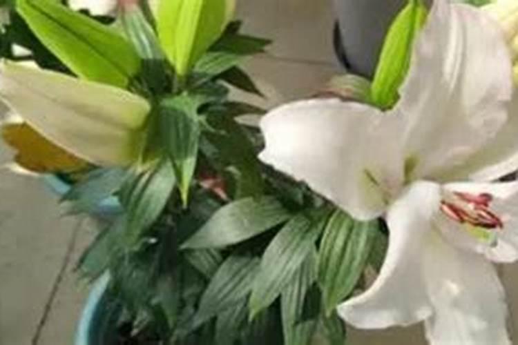 怎样给月季花上花肥