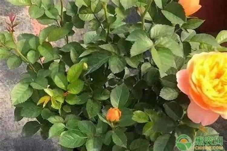 月季花如何追肥