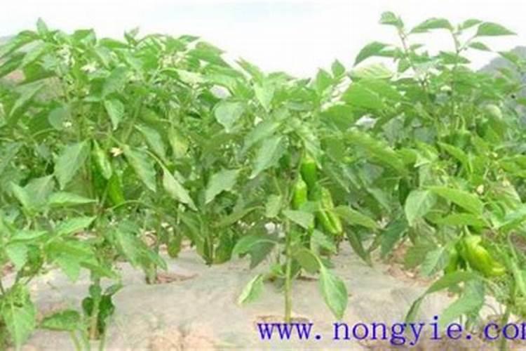 辣椒初花期浇施复合肥亩量多少？