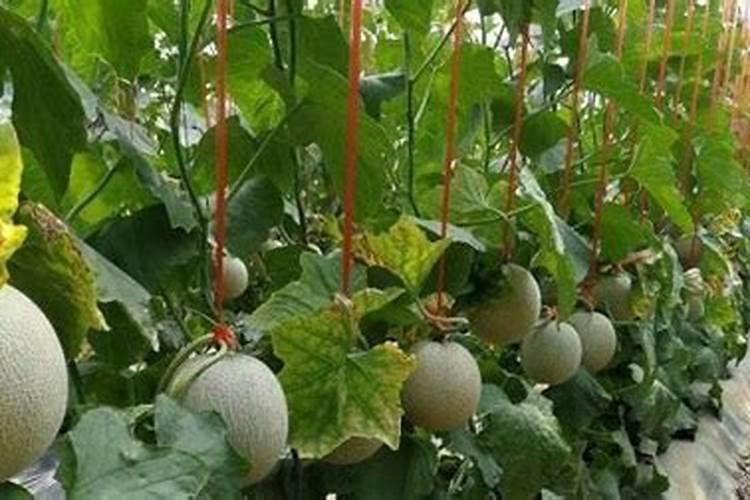 西红柿施什么肥最好