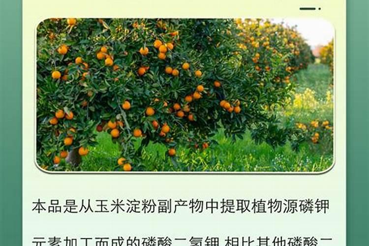 土豆叶子卷曲变干是怎么回事