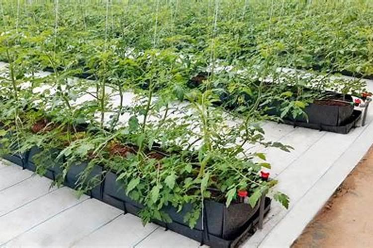 大棚番茄用什么水溶肥好？番茄用什么肥料好？番茄膨大增产肥料金泰靓百 ...