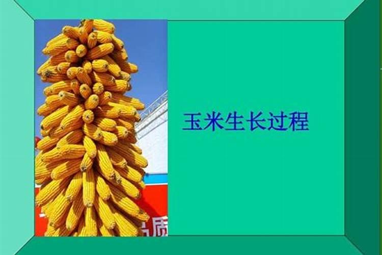 24表芸苔素内酯作用与功效和使用方法
