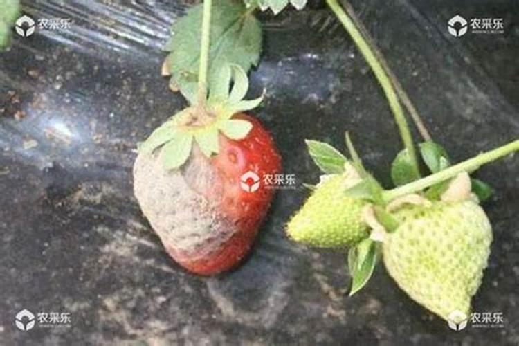 怎么区分氮,磷,钾三种肥料