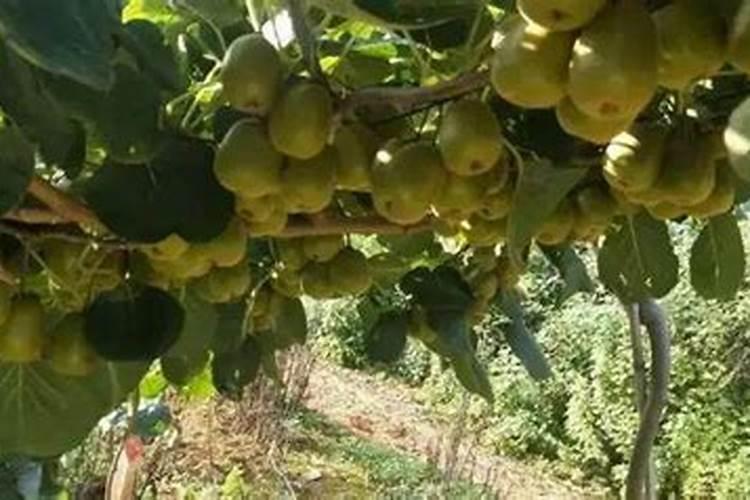 为什么豆类植物不需要施氮肥