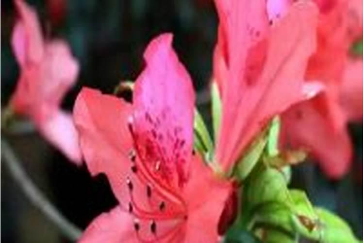 杜鹃花怎么养殖枝繁叶茂