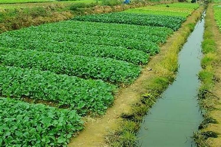 大樱桃在开花之前需要浇水吗？浇多少水比较合适？
