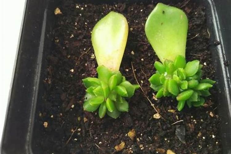 影响除草剂药效的16个因素