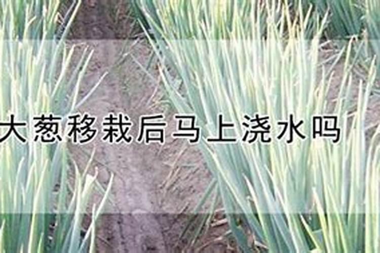 葱苗施什么肥最好