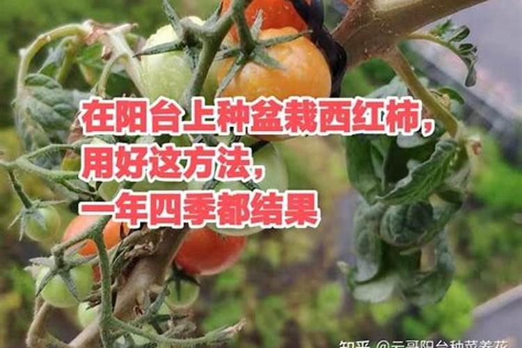 西红柿追什么肥最甜