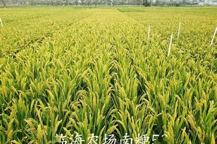 西瓜温度要求,西瓜需要什么肥料