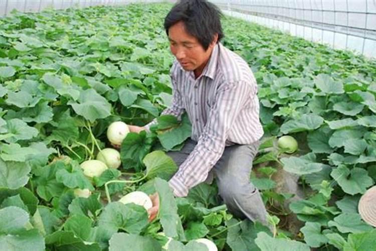 魔肥适用于什么花？