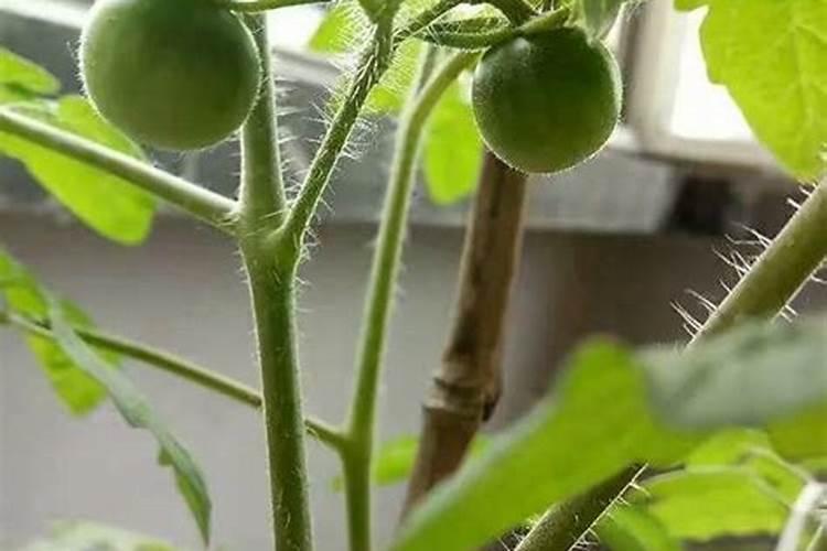 瓜蒌叶面施肥注意事项,你有哪些了解呢？