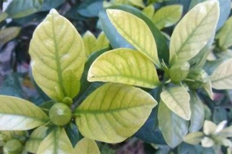 栀子花叶黄的原因 栀子花叶黄怎么办