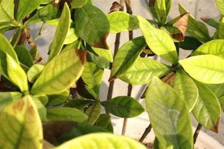 家里栀子花用什么肥料