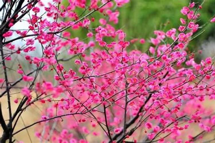 梅花适合上什么肥料