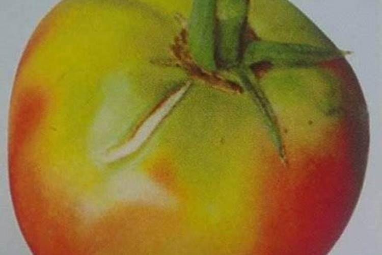 硼砂可以做肥料吗