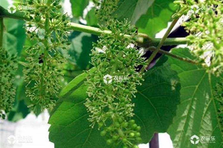 月季花上什么肥会长的壮一些？