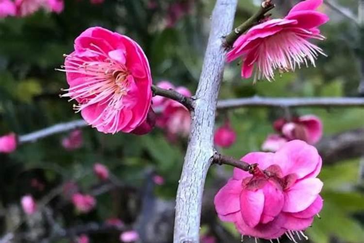 如何给梅花施肥