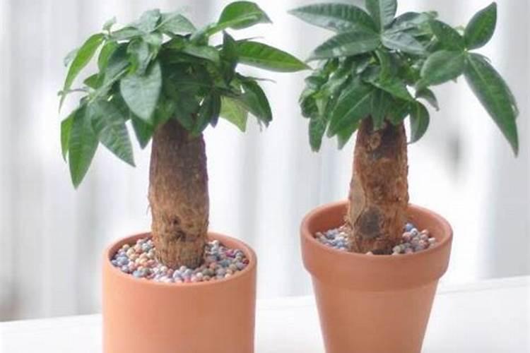 碗莲不用泥土只用水培行吗？无土碗莲的种植方法？