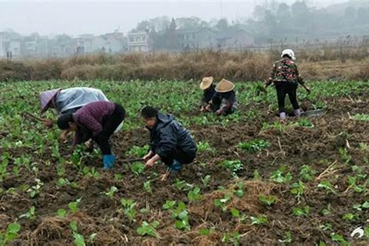 为什么要施叶面肥？叶面肥适合哪些时期施用？