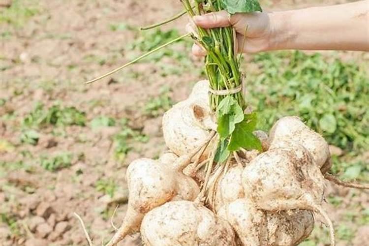 茶树肥料能用作油菜肥料吗？
