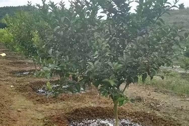 在柑橘开花的时候要用什么肥料才合适