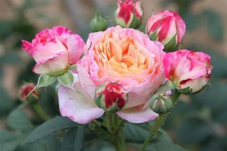 微生物菌剂和噻虫胺能混用吗