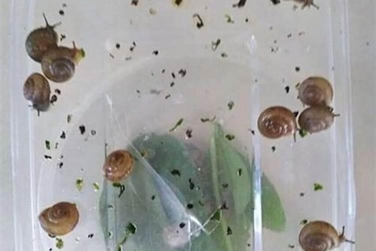 芸豆的需肥规律是什么？如何正确施肥？