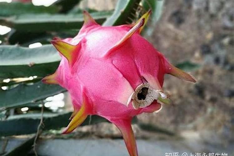 火龙果硼肥中毒怎么办？