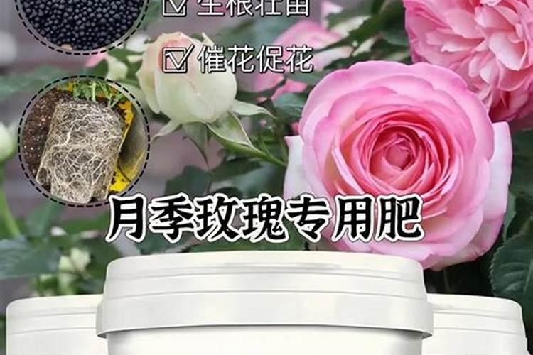 月季施什么肥长得快