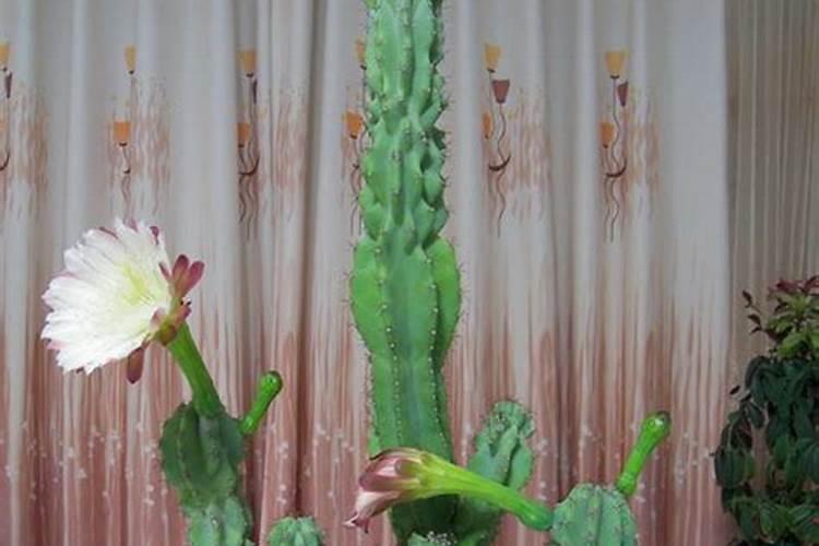 青石山养殖方法 青石山养殖方法有哪些