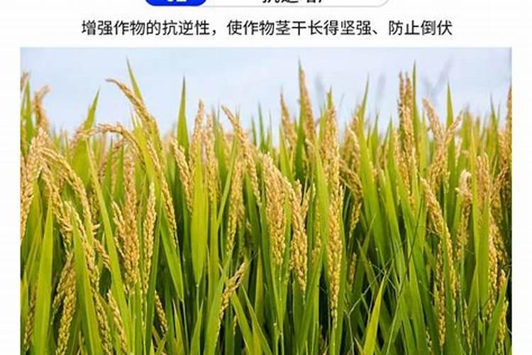 硫酸钾型和硫酸钾复合肥有什么不同