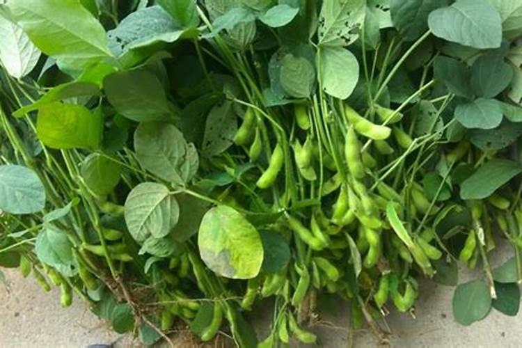 尿素不适合给哪些蔬菜追肥？谈谈其中的道理