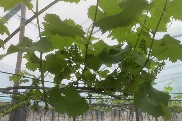 葡萄开花前施什么肥料