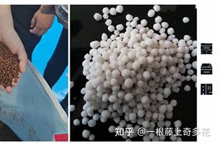 乌塌菜能过冬吗
