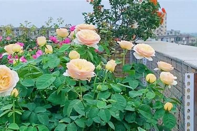 月季花用什么肥料最佳？