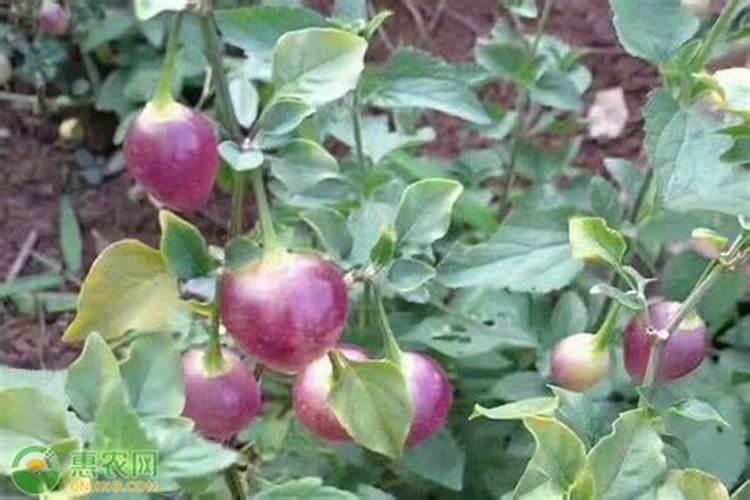 盆栽七彩椒的种植方法(室内怎么养殖七彩椒的技巧)