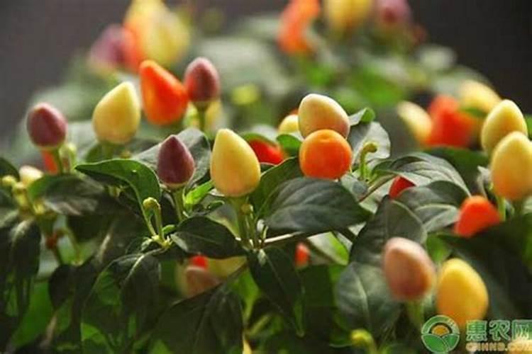 七彩椒的种植方法和时间
